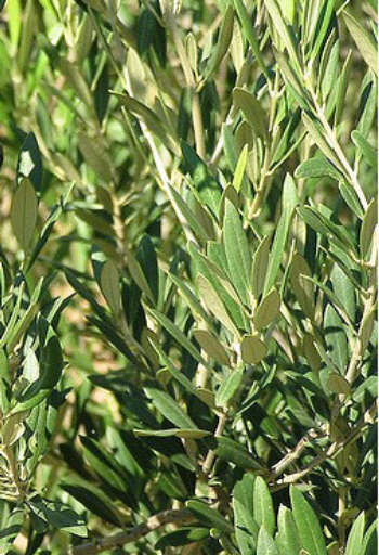 Wild Olive Leaf