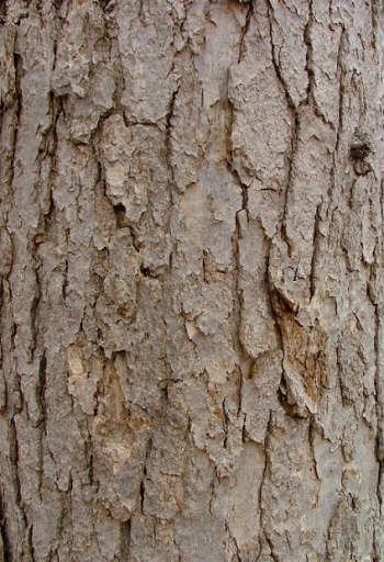 White Oak Bark