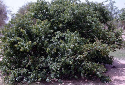 Kinkeliba Leaves