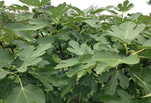 Fig Leaf Sap