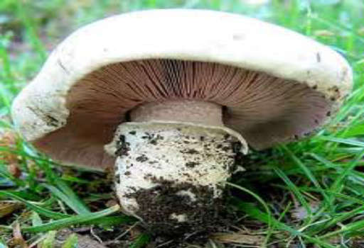 Agaricus Mushroom