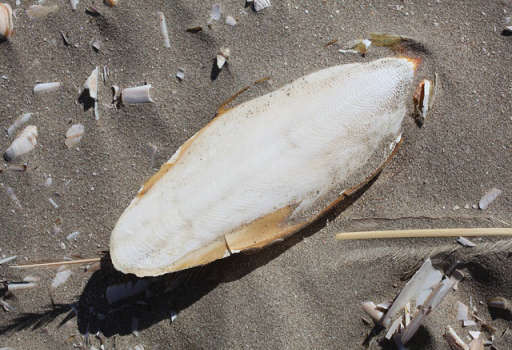 Cuttlefish Bone