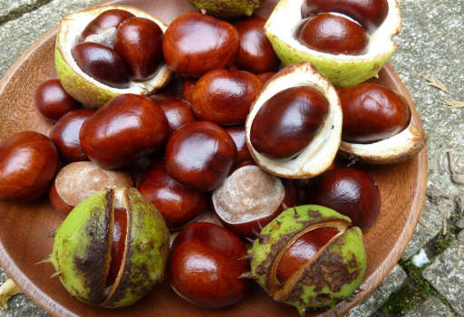 Horse Chestnut Seed
