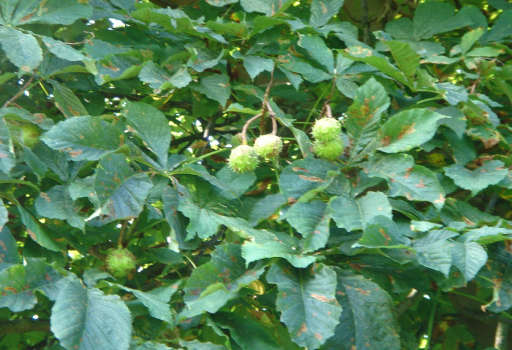 Horse Chestnut Branch