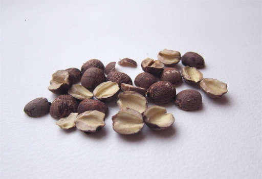 Euryale Seeds