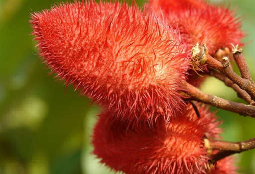 Achiote Seed