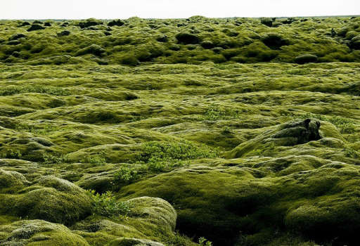 Iceland Moss