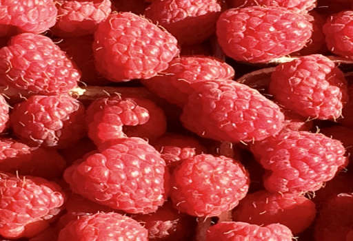 红山莓